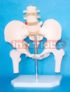 MALE PELVIS WITH 3 LUMBARS & FEMUR  HEADS ON BASE